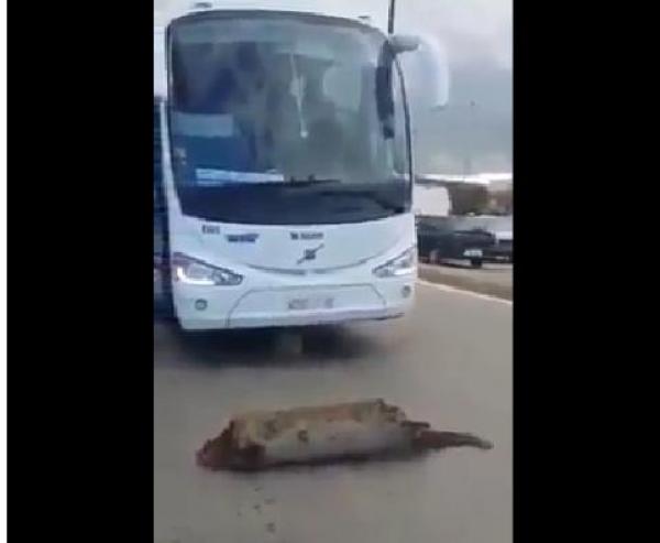 السيبة .. شوفو كيفاش "براهش" وقفوا CTM و شوفو فين تخباو !