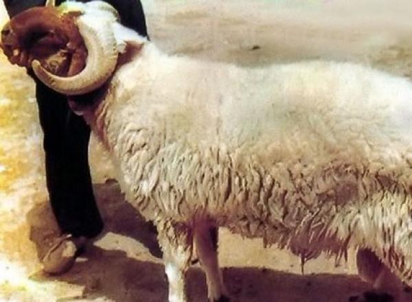 ليبي يذبح خروفين لنجاته من حادثة الطائرة المصرية