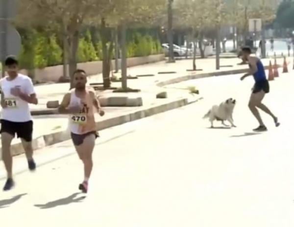 كلب ضال يطارد المتسابقين في ماراثون بالعراق (فيديو)