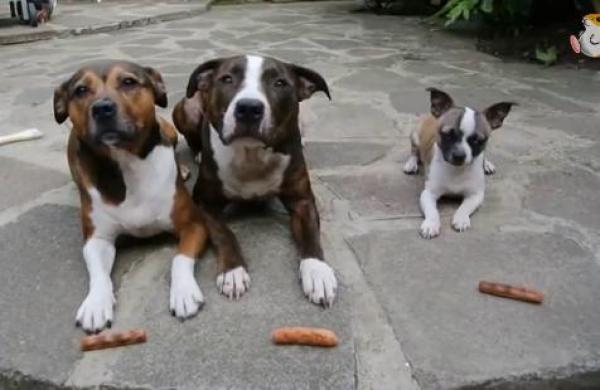 بالفيديو: الكلب الأكثر "جشعاً" في العالم