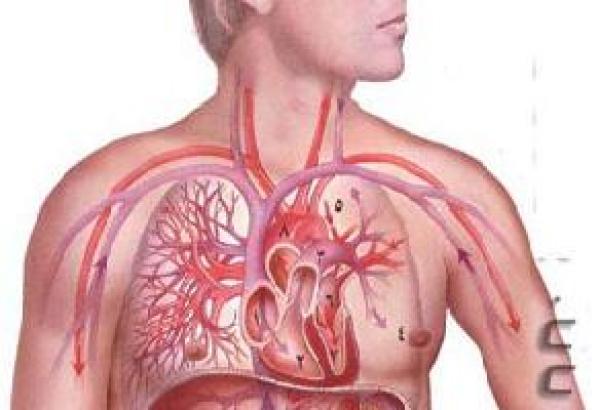 كيف تحدث الإصابة بالضمور العضلى الشوكى؟