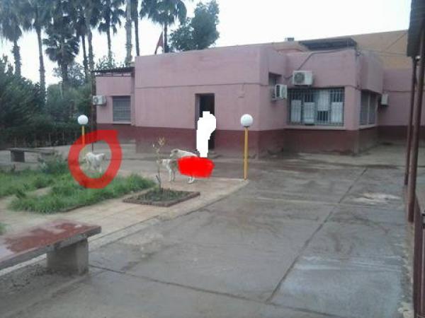 سابقة... جمعيات تطالب رئيس جماعة بحماية المواطنين من هجمات الكلاب الضالة داخل مقر الجماعة!