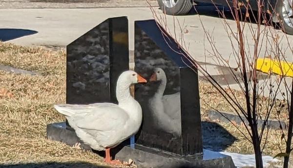 ينشر إعلاناً للعثور عن شريك جديد لإوزة تعاني من الوحدة والاكتئاب بعد وفاة رفيقها