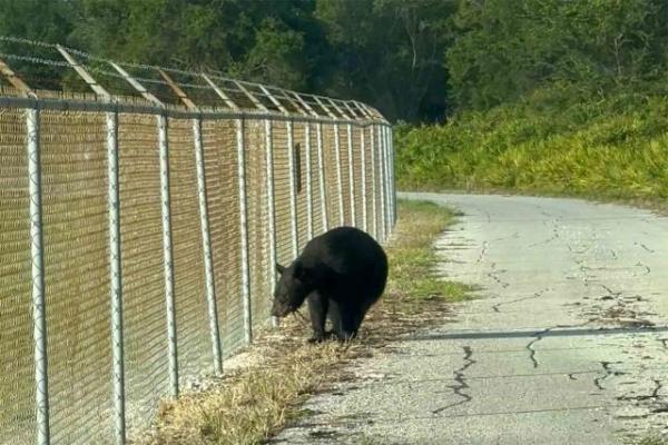 دب أسود يتجول في مطار بولاية فلوريدا (فيديو)