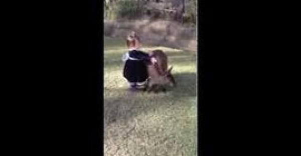 بالفيديو.. طفلة تلهو بصحبة صغير الكنغر