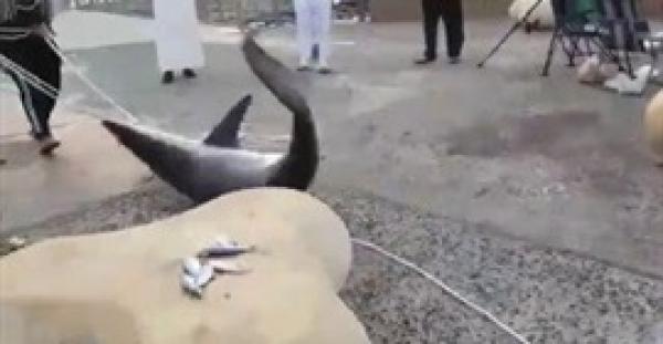 بالفيديو.. لحظة اصطياد سمكة قرش بالسعودية