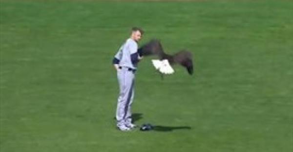 نسر يقتحم مباراة بيسبول محاولا الوقوف على كتف لاعب (فيديو)