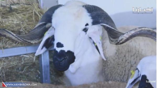 من معرض سطات..كسابة يطلبون الملايين في فحول الصردي