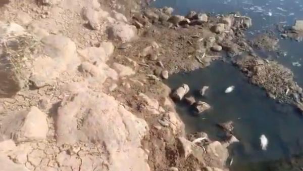 كارثة بيئية... نفوق أعداد كبيرة من الأسماك على ضفاف واد أم الربيع ومطالب بفتح تحقيق عاجل (فيديو)