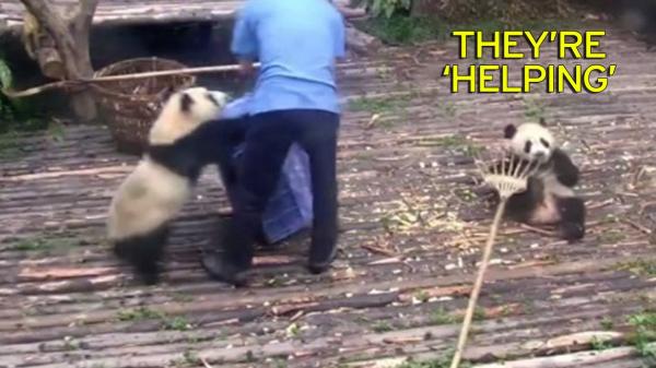 بالفيديو: صغيرا باندا يدهشان السياح في حديقة حيوان صينية