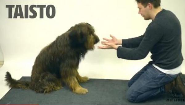 بالفيديو: كيف تتفاعل الكلاب مع الخدع السحرية؟