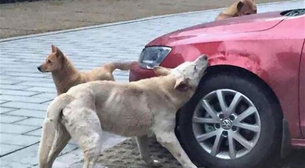 بالصور: كلاب تنتقم من رجل دهس رفيقهم بسيارته