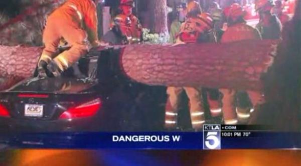 رجل ينجو بأعجوبة بعد أن حطمت شجرة سيارته