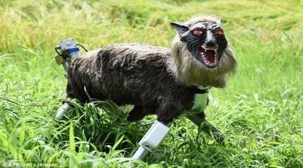 ذئاب آلية لحماية المحاصيل في اليابان