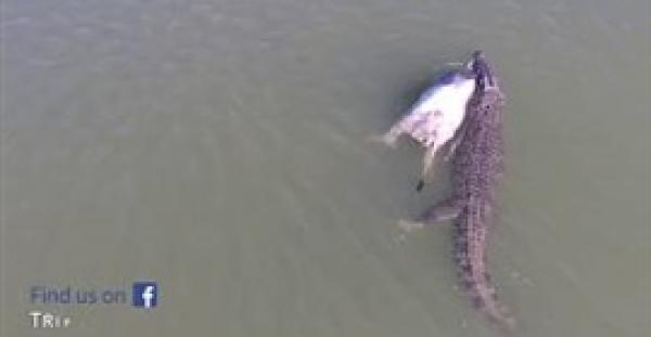 بالفيديو.. مشهد مثير لتمساح يسحب بقرة ضخمة بفكيه