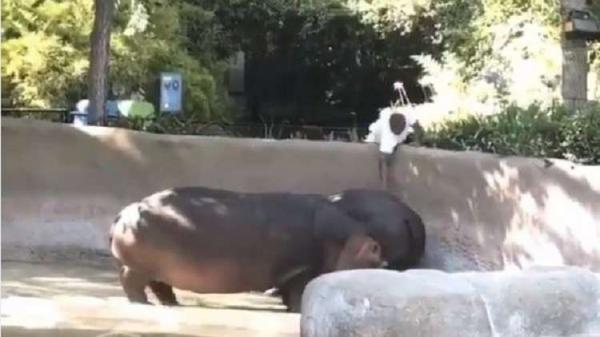 الشرطة تبحث عن "المتحرش" بأنثى فرس النهر! (فيديو)