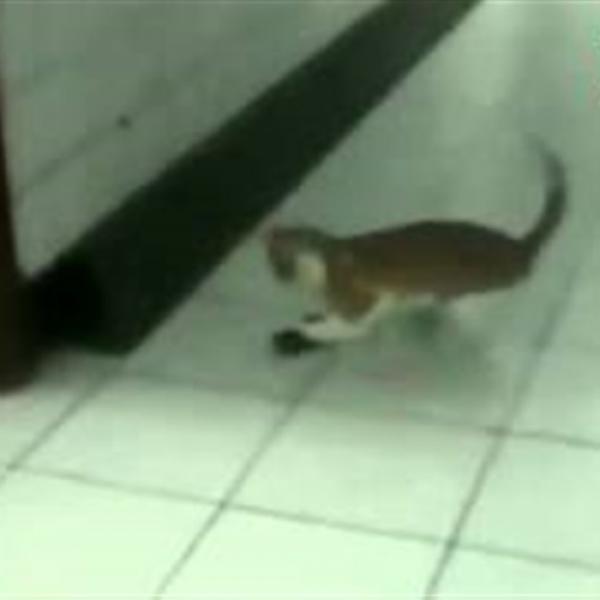 بالفيديو.. قط يقتل فأرًا داخل مستشفى ببيرو