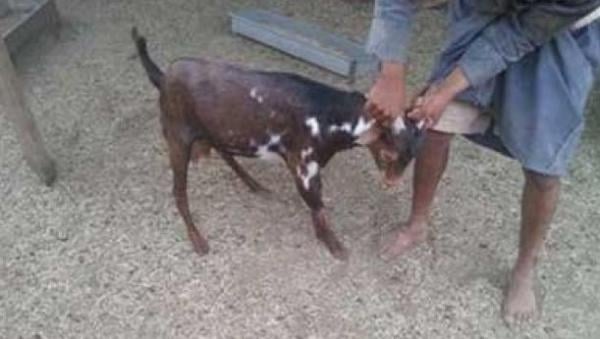 السجن 10 سنوات لرجل أدين بإقامة علاقة جنسية مع ماعزة