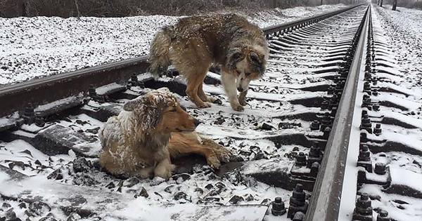 بالفيديو: كلب يحمي صديقته المصابة من الدهس تحت عجلات القطار