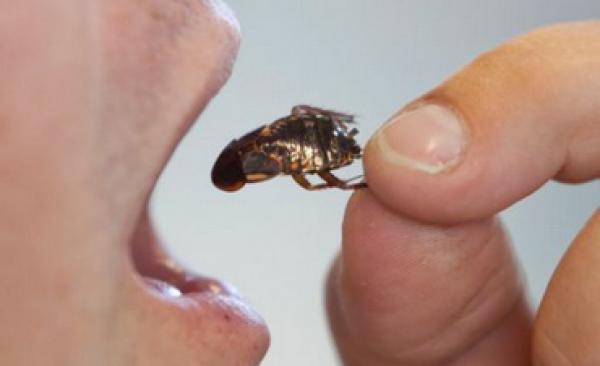 مصرع أمريكي عقب فوزه بمسابقة لتناول "الصراصير الحية"