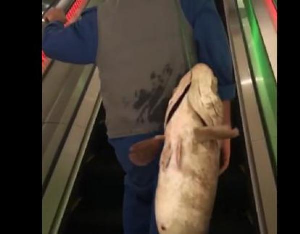 بالفيديو: شاب يتجول في مول بسمكة "هامور" على خصره