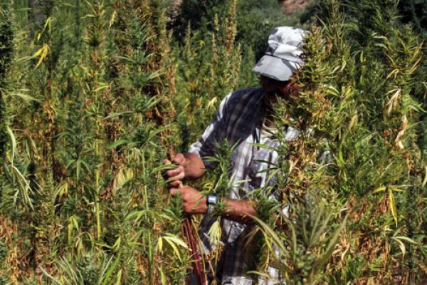 "البام" يعد بقانون يقضي بعفو شامل عن مزارعي الكيف