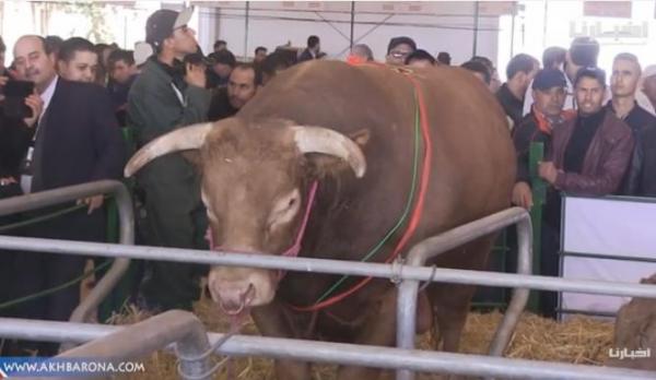 شاهد أضخم العجول بـ"سيام 2019" ..وزنه أكثر من 1700 كيلوغرام