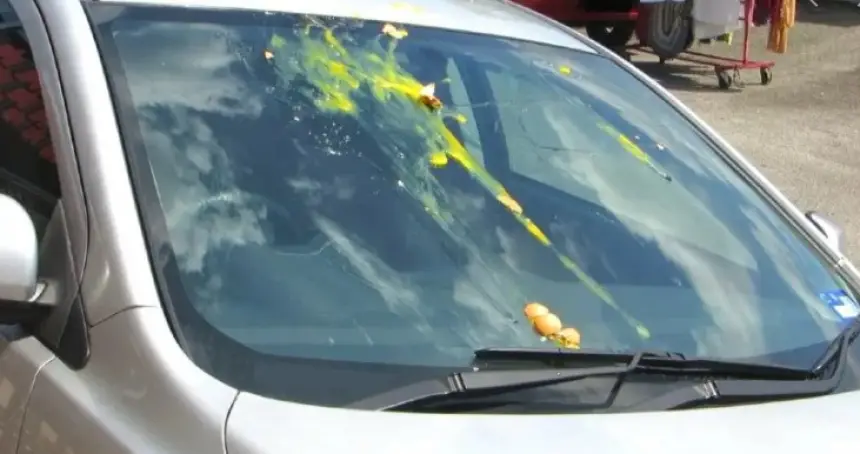 النيابة العامة تحيل "أولاد الفشوش" على سجن عكاشة بتهمة الرشق بالحجارة والبيض