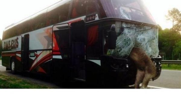 غزال مخمور يُهشم حافلة