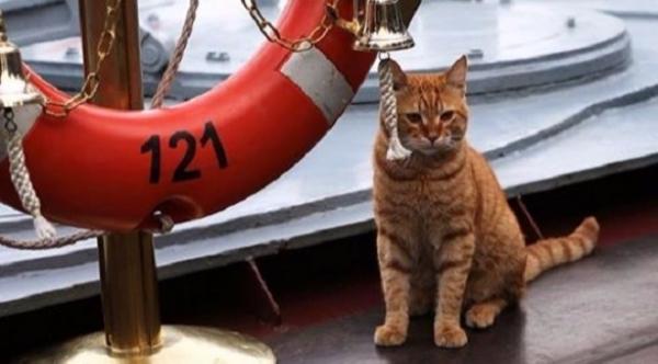 قطة تسافر من روسيا إلى سوريا على متن باخرة حربية