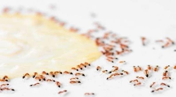 كيف نتفادى غزوات النمل لمنازلنا ؟