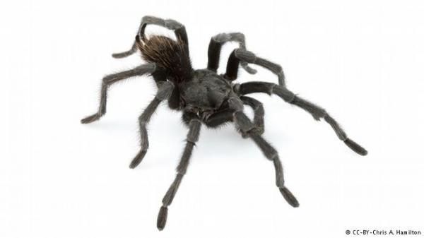 ألمانية تتصل بالشرطة خوفاً من عنكبوت كبير في سيارتها