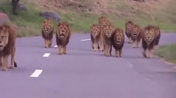 أسود تحاصر رجلا مخمورا وتأبى أكله! (فيديو)