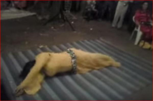 حفل زفاف بآسفي يتحول إلى مأتم بعد وفاة "شيخة" كانت تنشطه