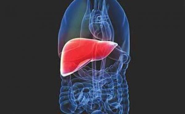 باحثون يابانيون يستنبتون كبداً بشرية