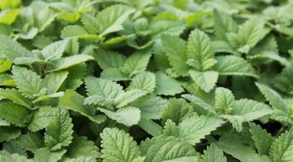 هل يمكن علاج مشكلة الشخير بالأعشاب؟