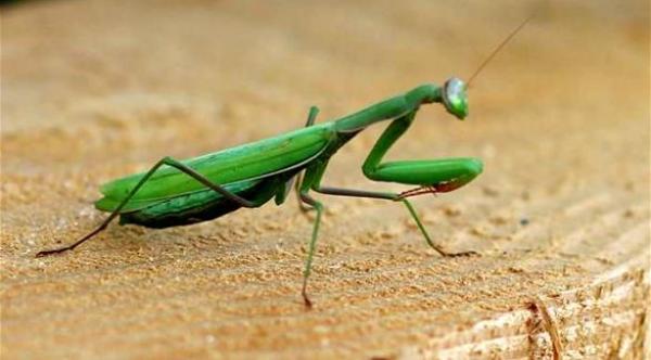 ألمانيا تتوج "فرس النبي" حشرة 2017