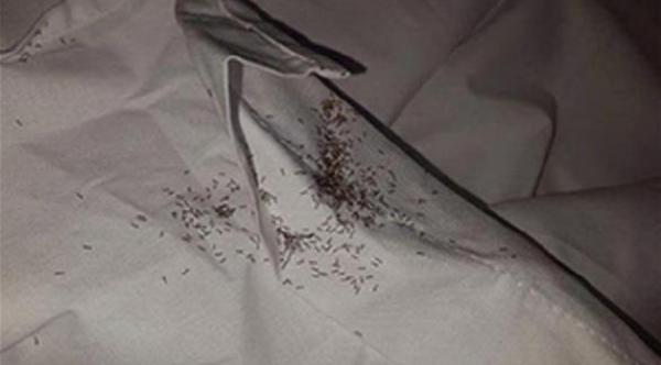 مونديال 2014: أسراب من النمل تهاجم معسكر أورغواي