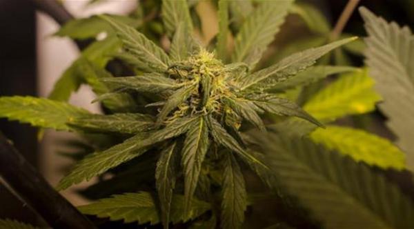 موقع يخبرك أي من أصدقاء فيس بوك يُدخن "الحشيش"