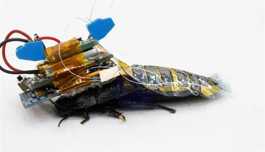 باحثون يطورون صراصير آلية لأغراض البحث والإنقاذ