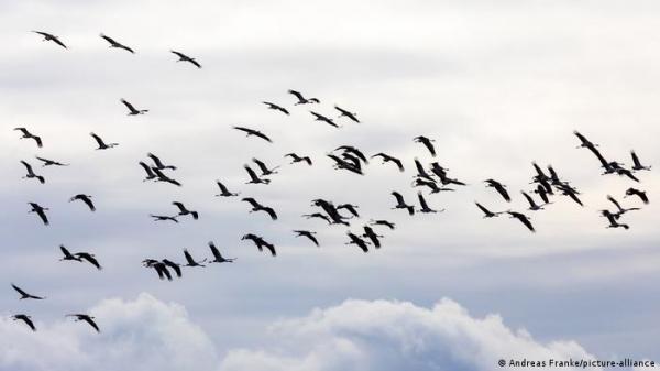 انقراض أنواع من الطيور يضرّ بنمو النباتات .. كيف ذلك؟