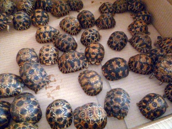 بلجيكا .. هكذا تم حجز أزيد من 330 سلحفاة مهربة من المغرب