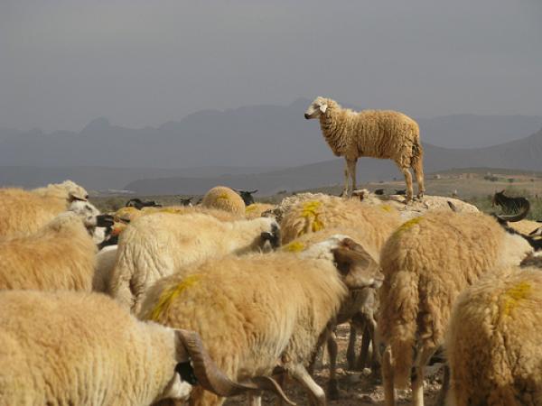على بعد أيام من عيد الأضحى...هذه أنواع الأغنام بالمغرب وخصائصها وأماكن تربيتها