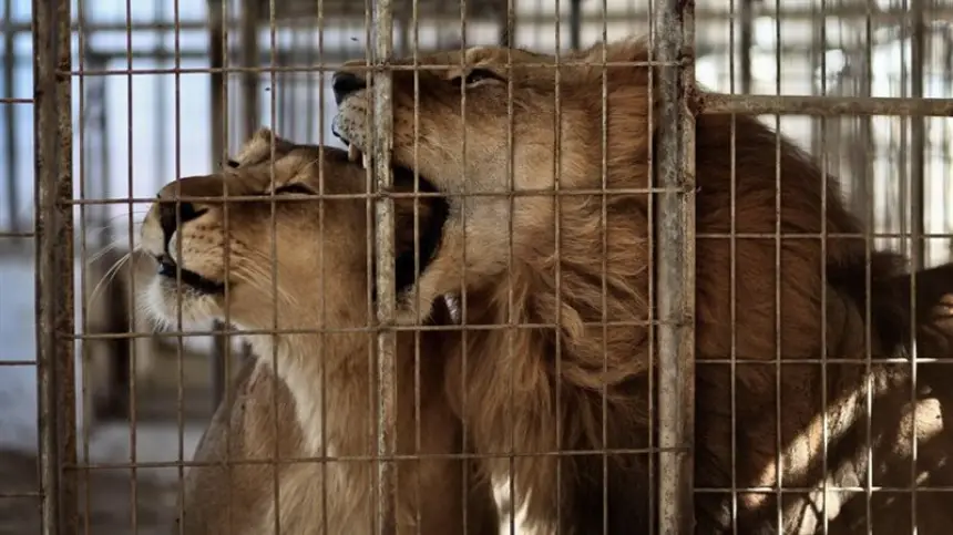 3 أسود تفترس حارسا في حديقة حيوان بالجزائر