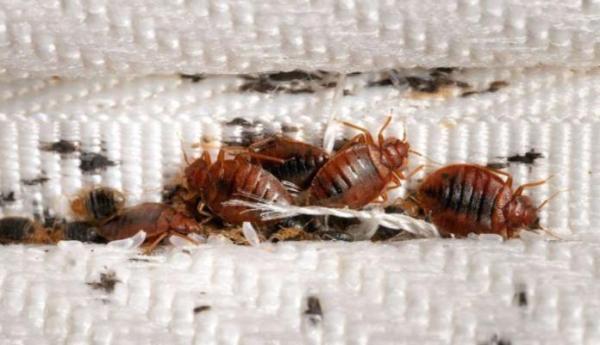 حديث عن انتشار "بق الفراش" بمسجد بالعيون وهذه آخر تطورات القضية