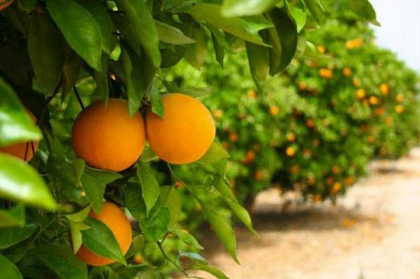 الحوامض المغربية ممنوعة من دخول الولايات المتحدة بسبب ....