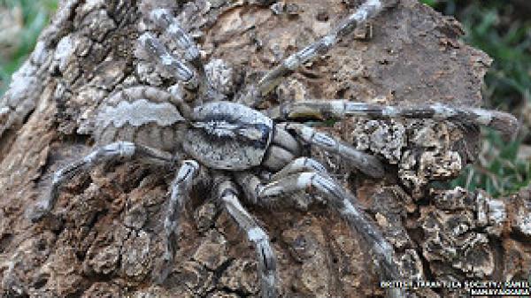 العثور على عنكبوت عملاق في حجم وجه الإنسان بسريلانكا