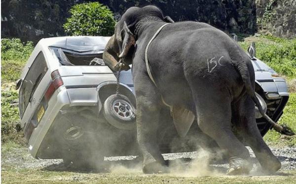 فيل هائج يزرع الرعب في حديقة حيوانات بالرباط