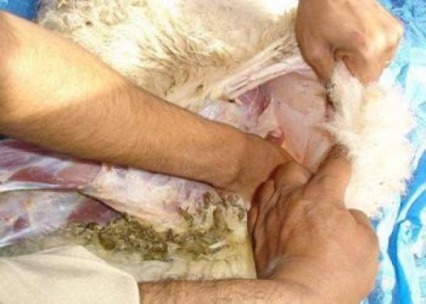 مواطنة أردنية تعثر على "كنز" من الماس في خروف العيد