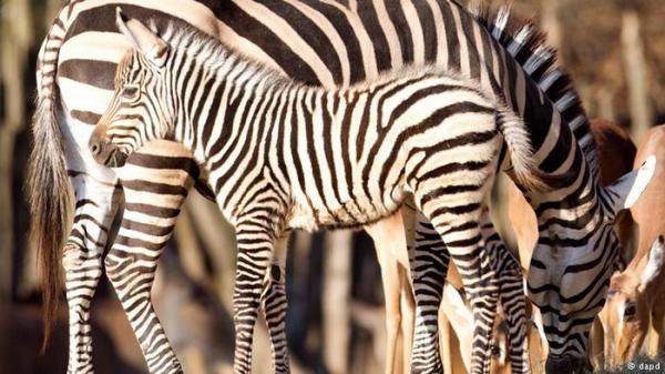 دراسة: خطوط جسد الحمار الوحشي تضلل ذباب الخيل